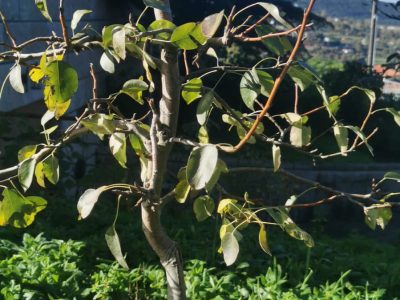 Pereira de Pera Tigrada Variegata Bonsai🍐