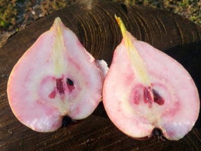 Pereira de Sangue da Romenia🍐🩸🇷🇴