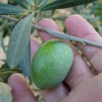 Oliveira de azeitona GIGANTE