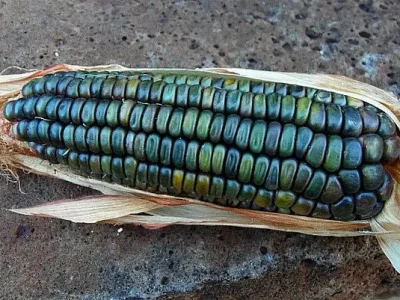Sementes de MILHO VERDE de Oaxaca🌽🏹🇲🇽