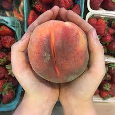 Pessegueiro de fruto Vermelho GIGANTE🍑