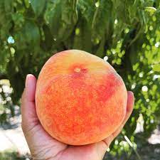 Pessegueiro de fruto Vermelho GIGANTE🍑 - Image 5
