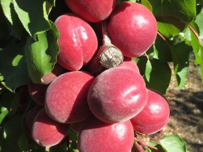 Alperce Vermelho🍑🌀