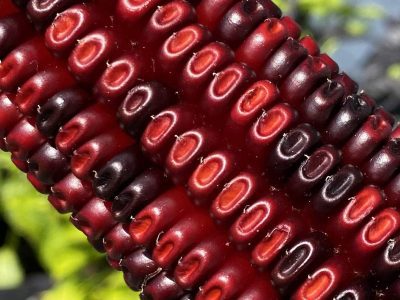 Sementes de MILHO VERMELHO Cherokee🌽🏹🇺🇸