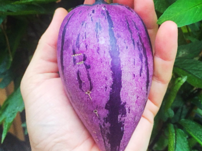 Pêra melão ROXA Tropical