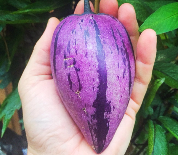 Pêra melão ROXA Tropical