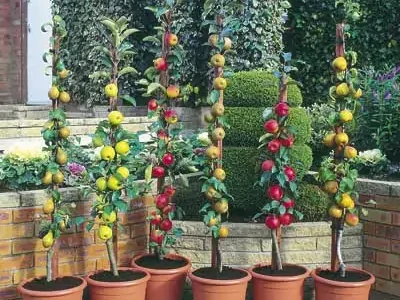 🪴Árvores de vaso🪴