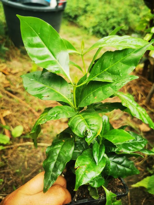 Planta do café☕ - Image 4