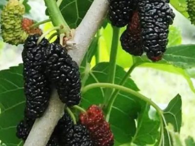 Árvore da amoreira de fruto JUMBO da Polonia🇵🇱