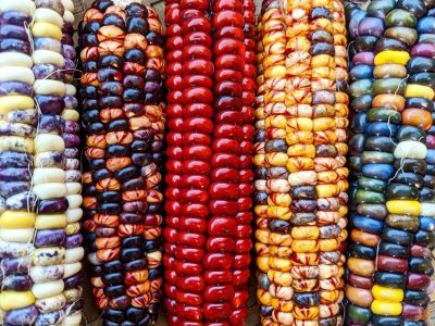 Sementes de MILHO de Muitas Cores🌽🏹🇺🇸