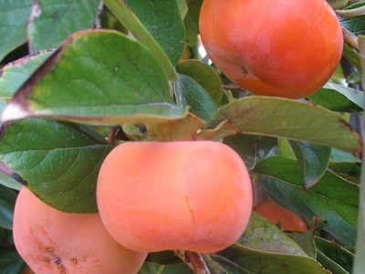 Diospireiro de fruto de sabor Exotico🍊🌀