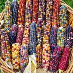 Sementes de MILHO de Muitas Cores🌽🏹🇺🇸