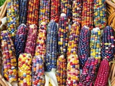 Sementes de MILHO de Muitas Cores🌽🏹🇺🇸