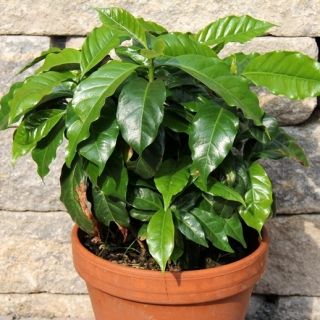 Planta do café☕ - Image 2