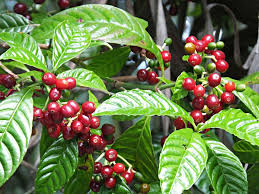 Planta do café☕ - Image 3