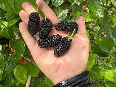 Árvore da amoreira de fruto JUMBO da Polonia🇵🇱