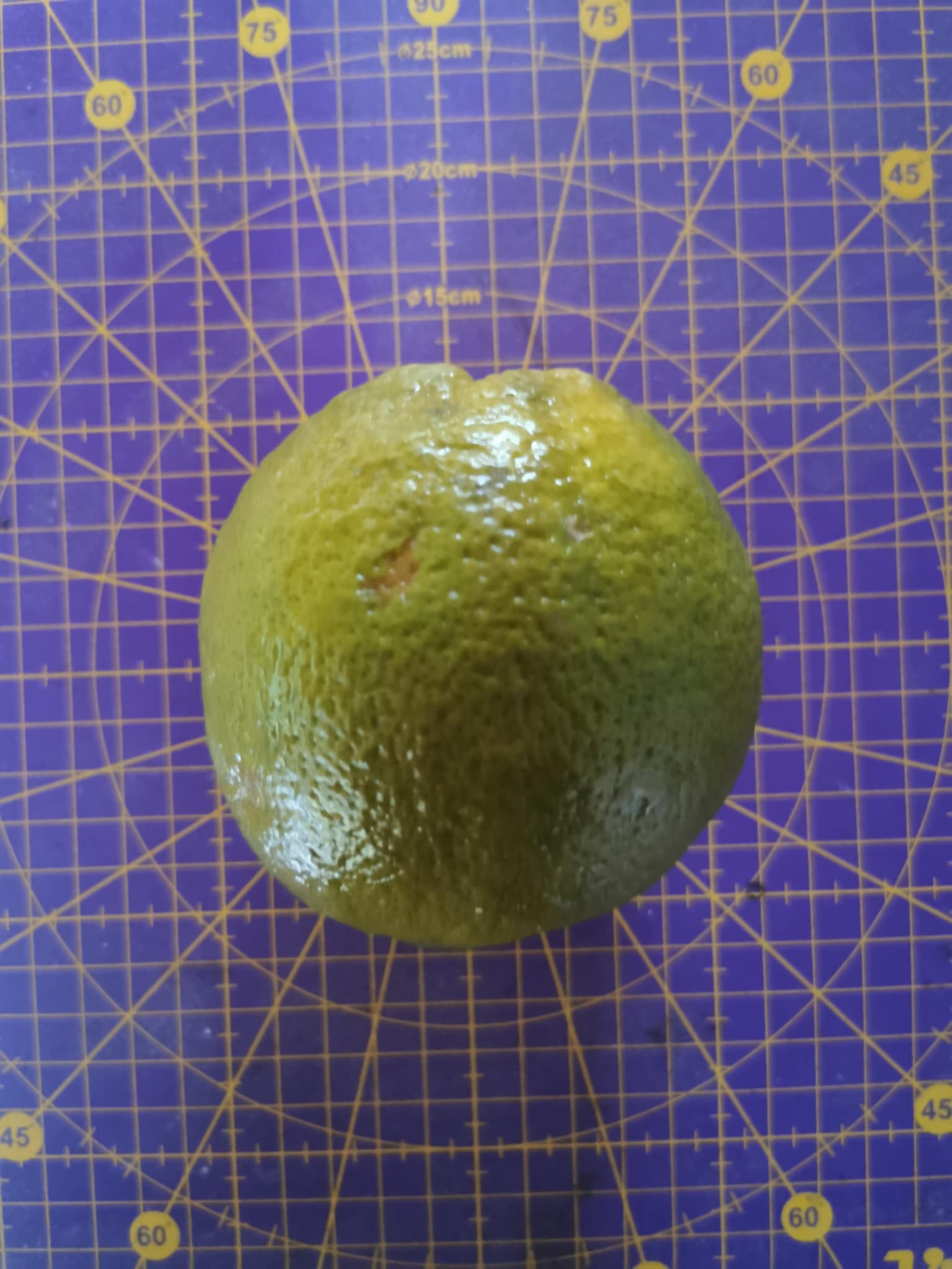 (Fruta) Laranjeira de laranjas Pretas🍊🖤🇪🇸 - Image 5