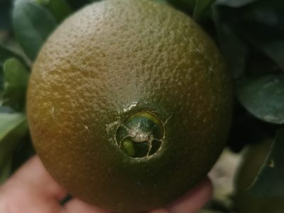 Laranjeira de laranjas Pretas🍊🖤🇪🇸 (Fruta)