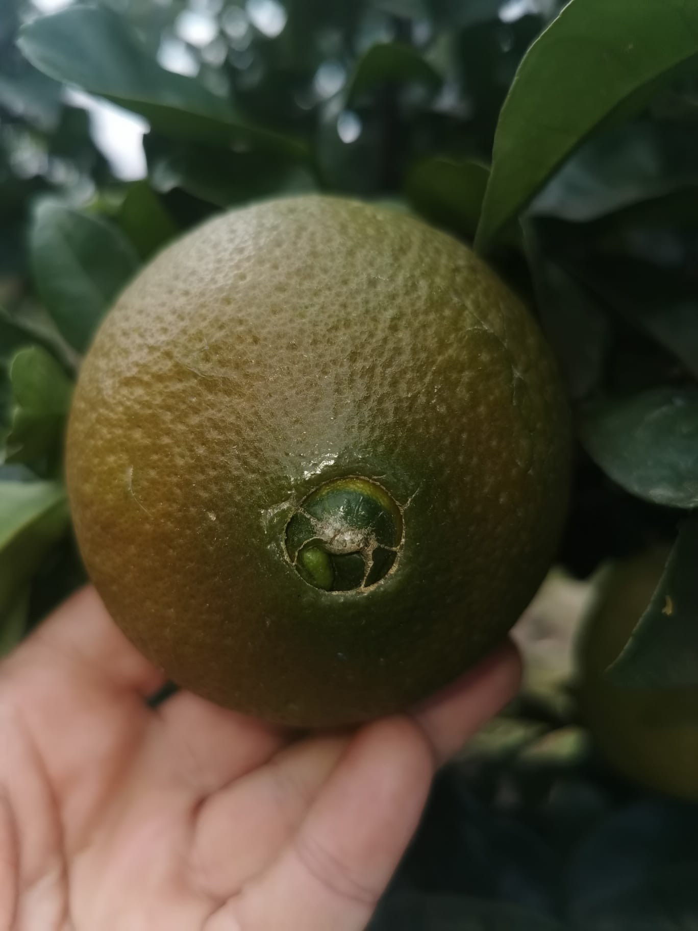 (Fruta) Laranjeira de laranjas Pretas🍊🖤🇪🇸 - Image 2
