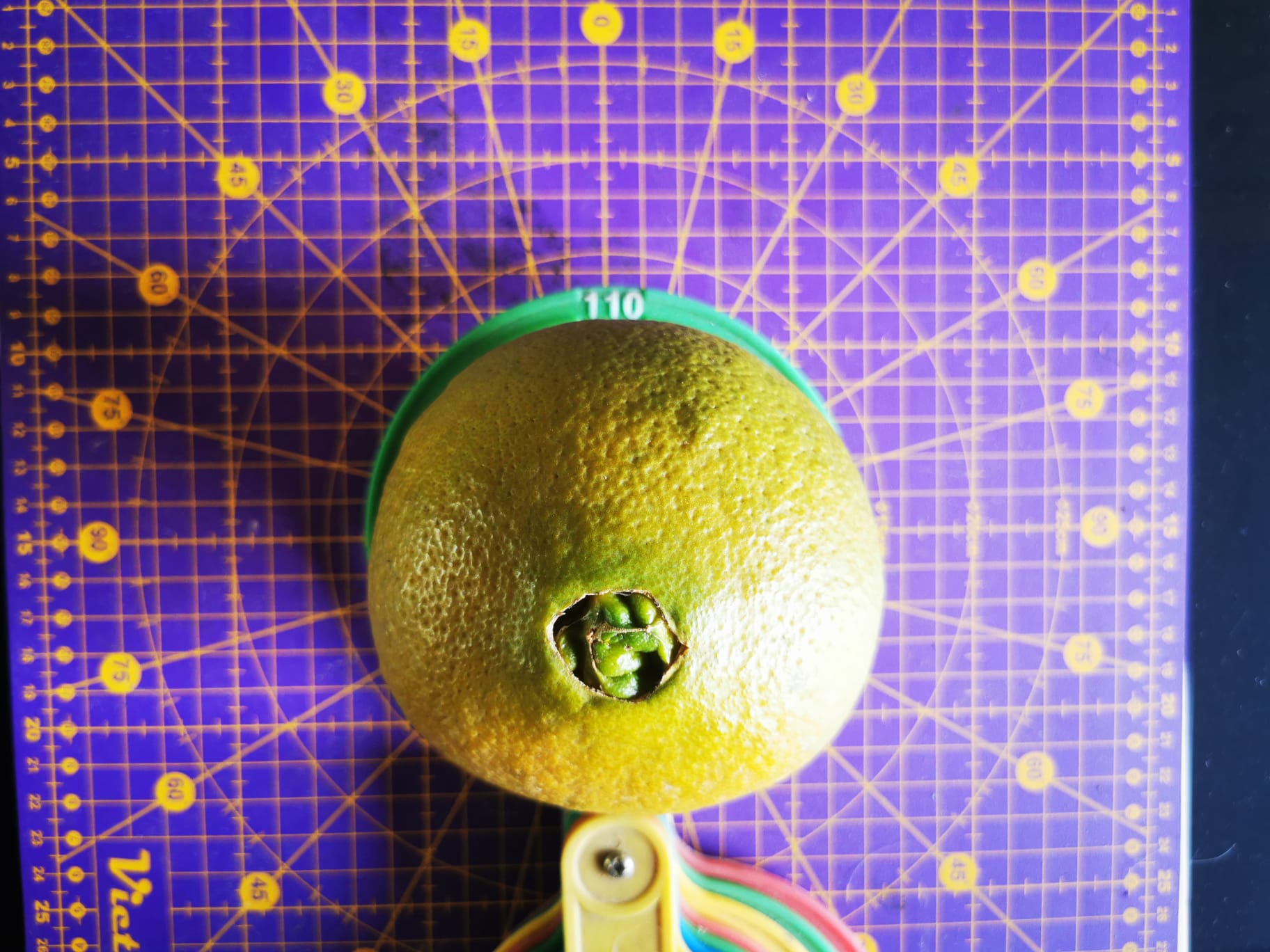 (Fruta) Laranjeira de laranjas Pretas🍊🖤🇪🇸 - Image 4