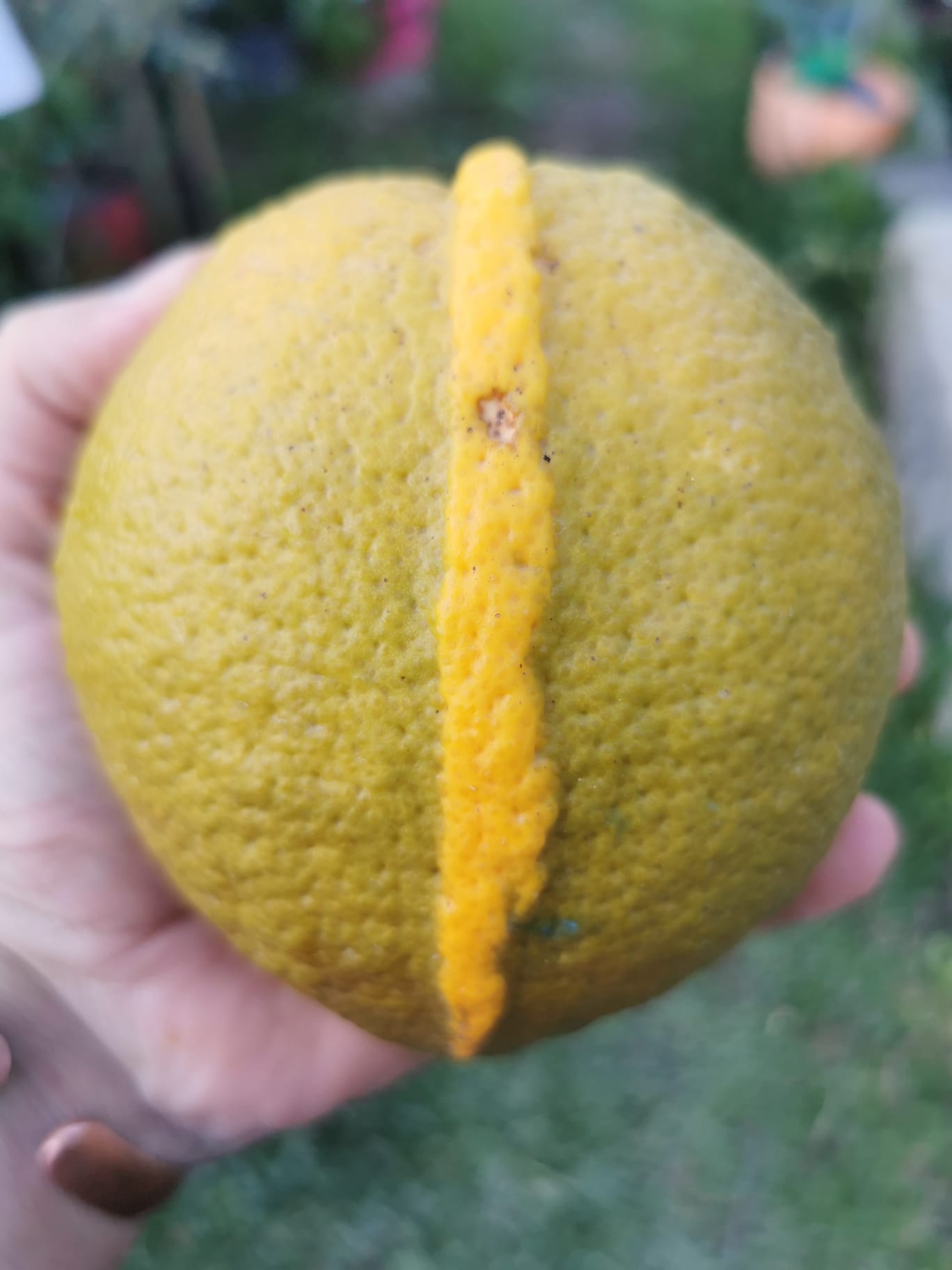 (Fruta) Laranjeira de laranjas Pretas🍊🖤🇪🇸 - Image 3