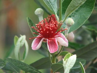 Feijoa de fruto Gigante🌀😁