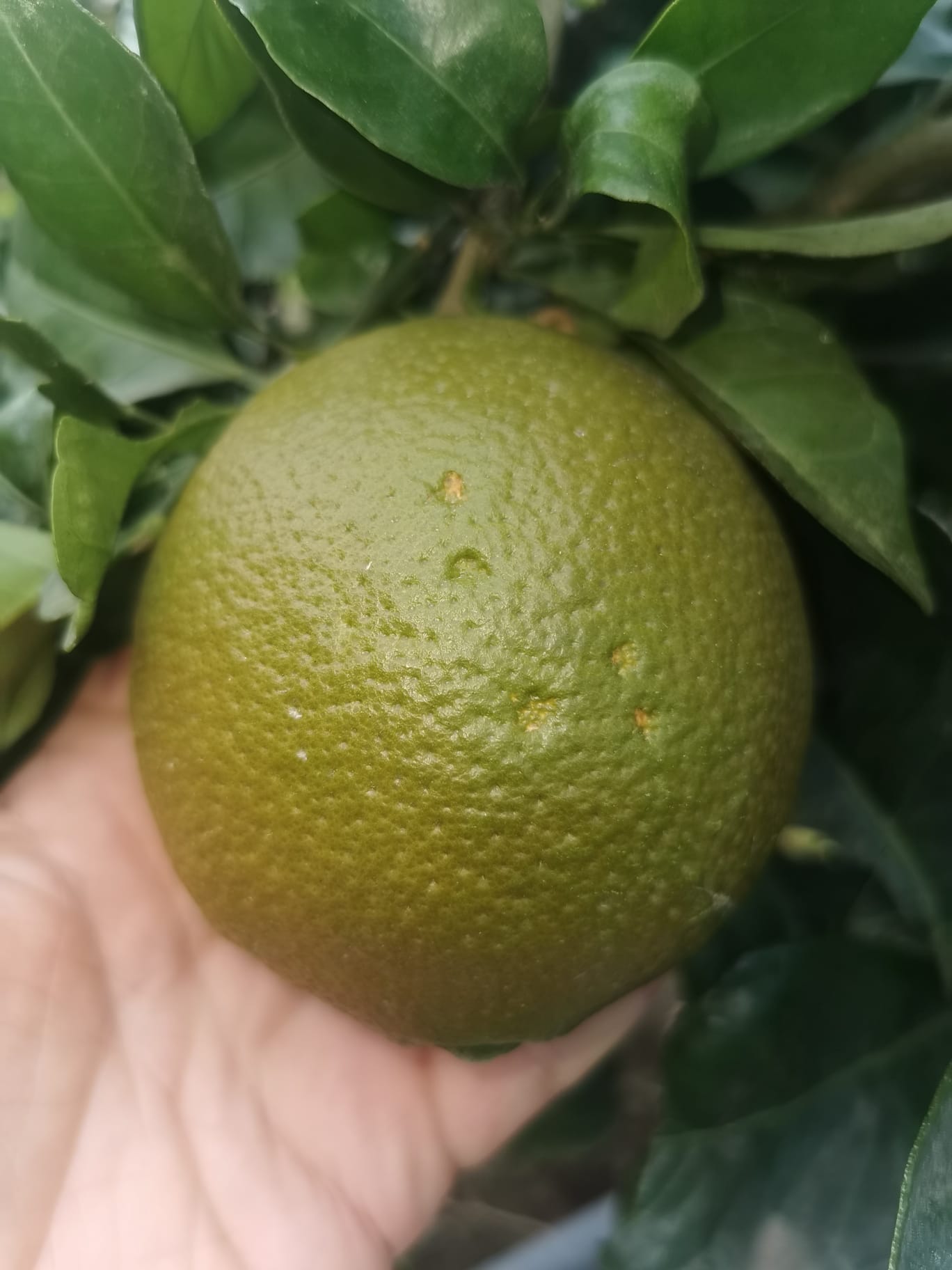 (Fruta) Laranjeira de laranjas Pretas🍊🖤🇪🇸 - Image 8