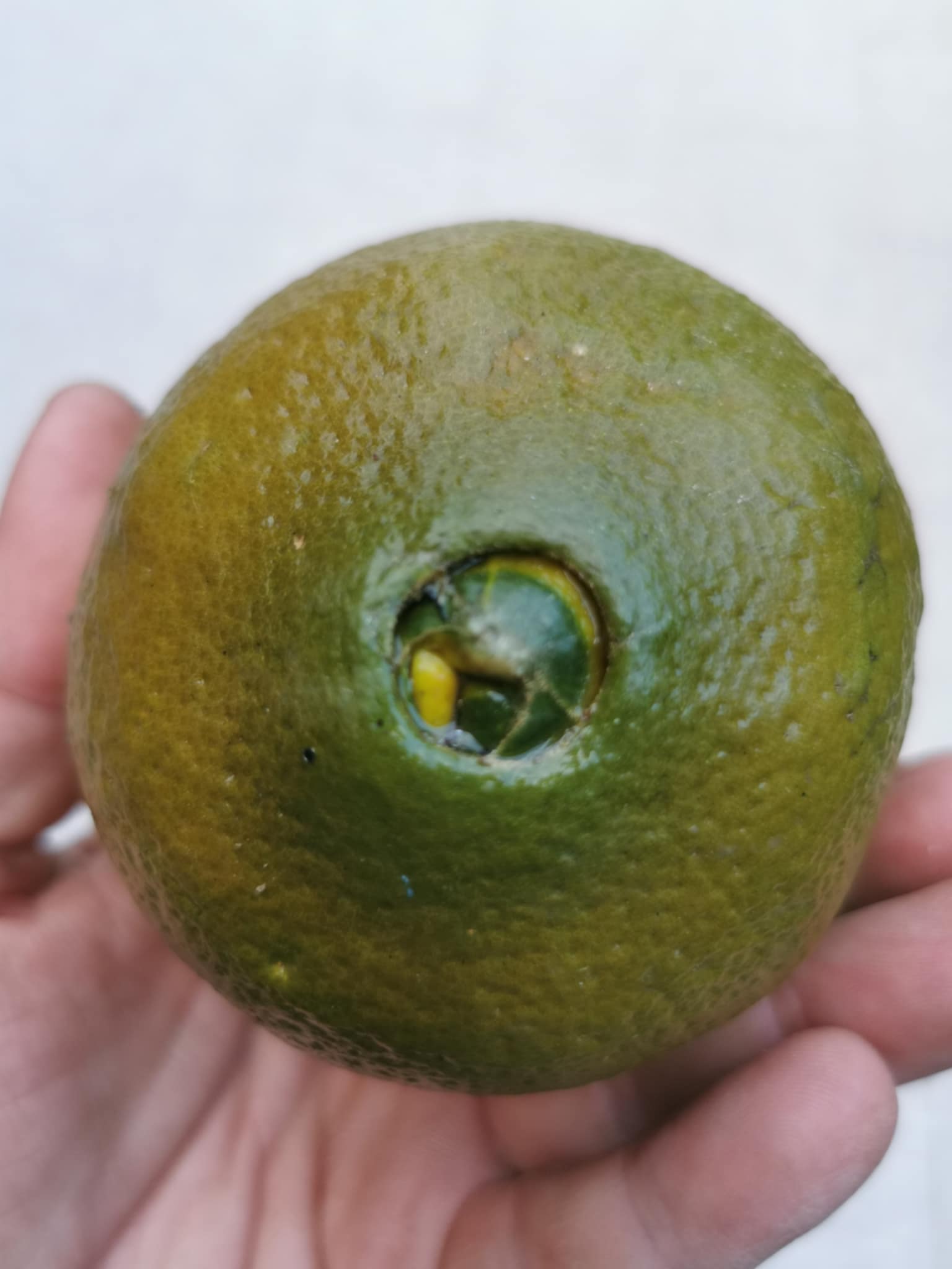 (Fruta) Laranjeira de laranjas Pretas🍊🖤🇪🇸 - Image 9