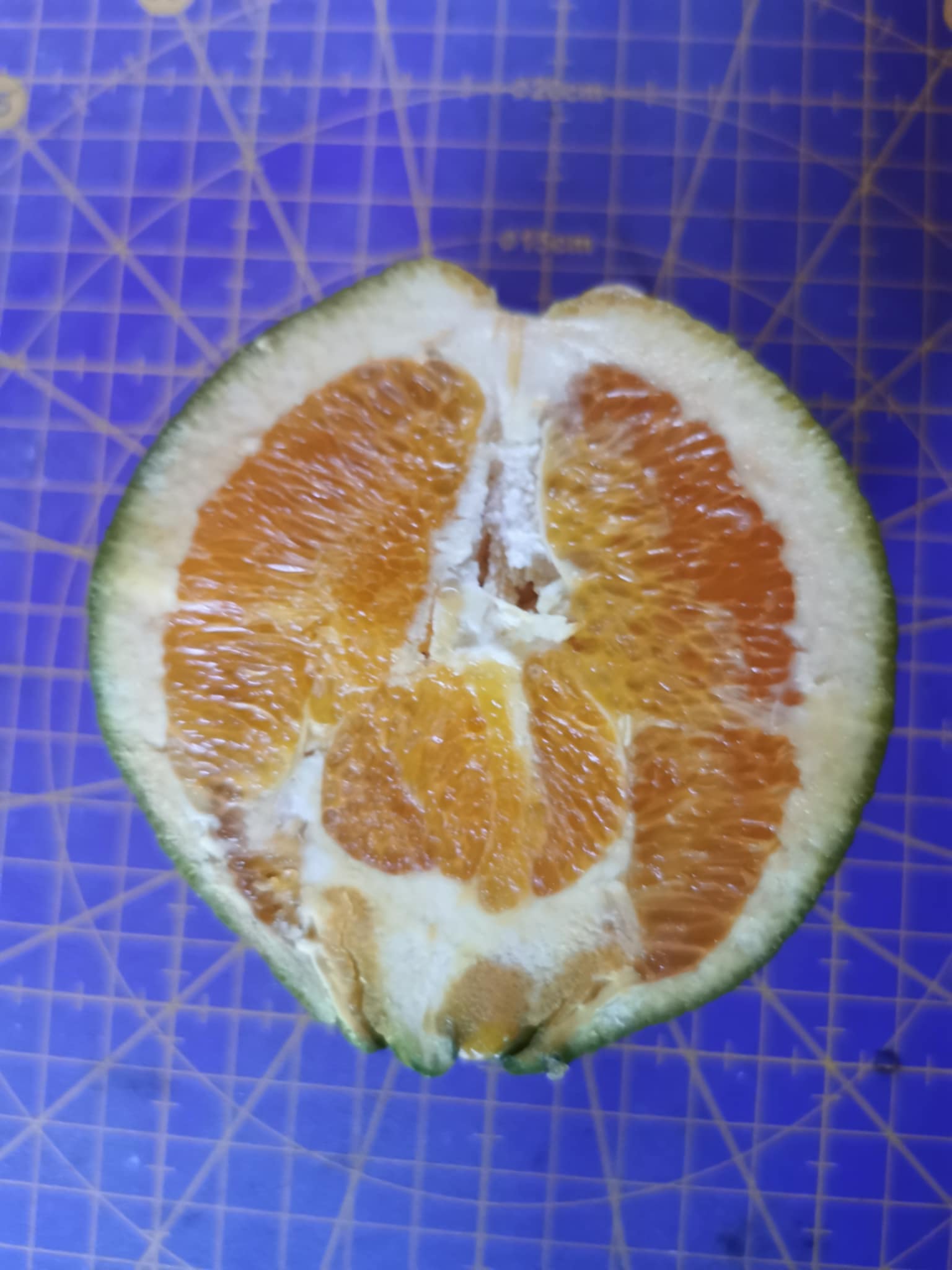 (Fruta) Laranjeira de laranjas Pretas🍊🖤🇪🇸 - Image 6