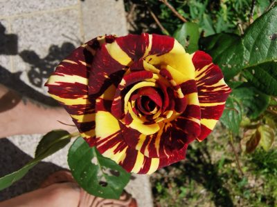 Roseira tigrada amarela e vermelha