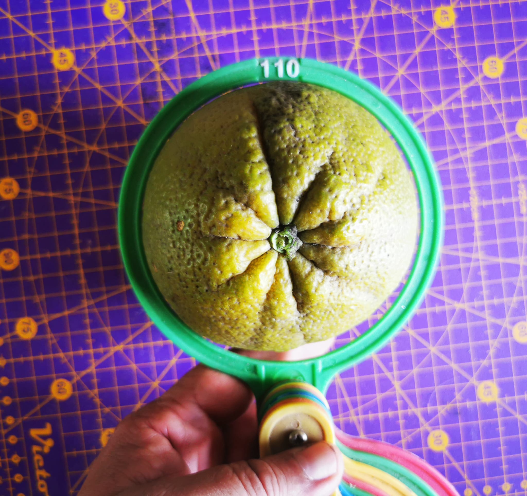 (Fruta) Laranjeira de laranjas Pretas🍊🖤🇪🇸 - Image 7