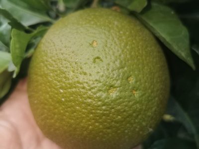 Laranjeira de laranjas Pretas🍊🖤🇪🇸 (Fruta)
