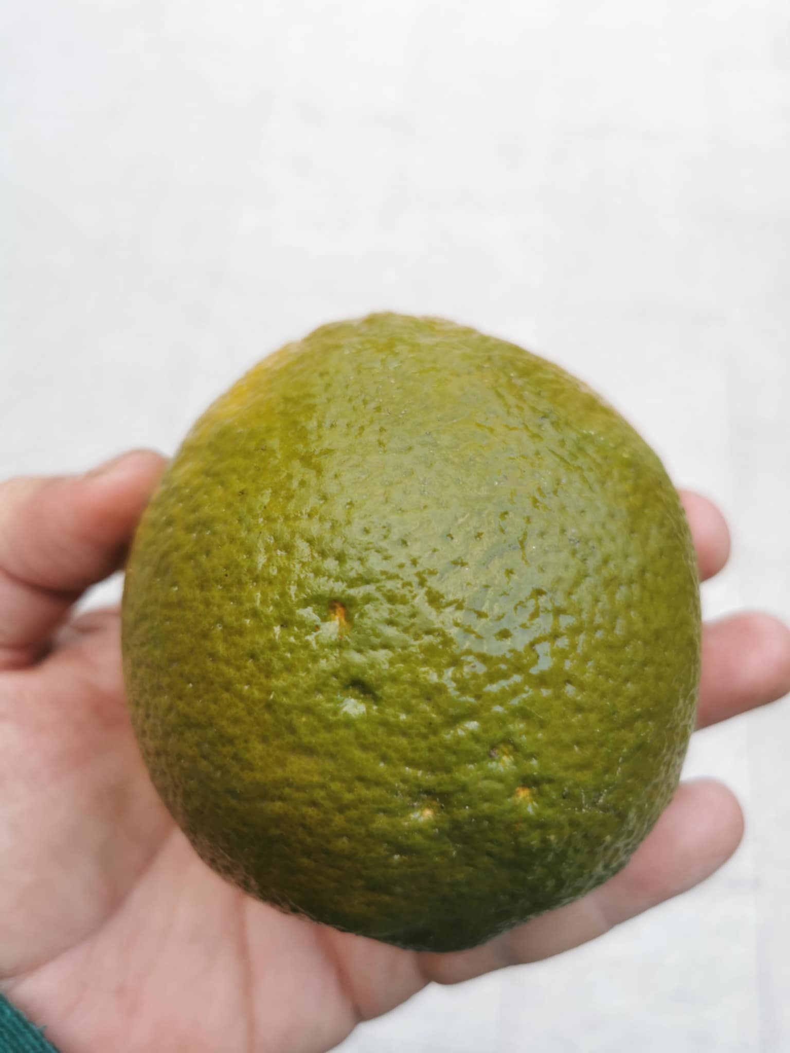 (Fruta) Laranjeira de laranjas Pretas🍊🖤🇪🇸 - Image 10