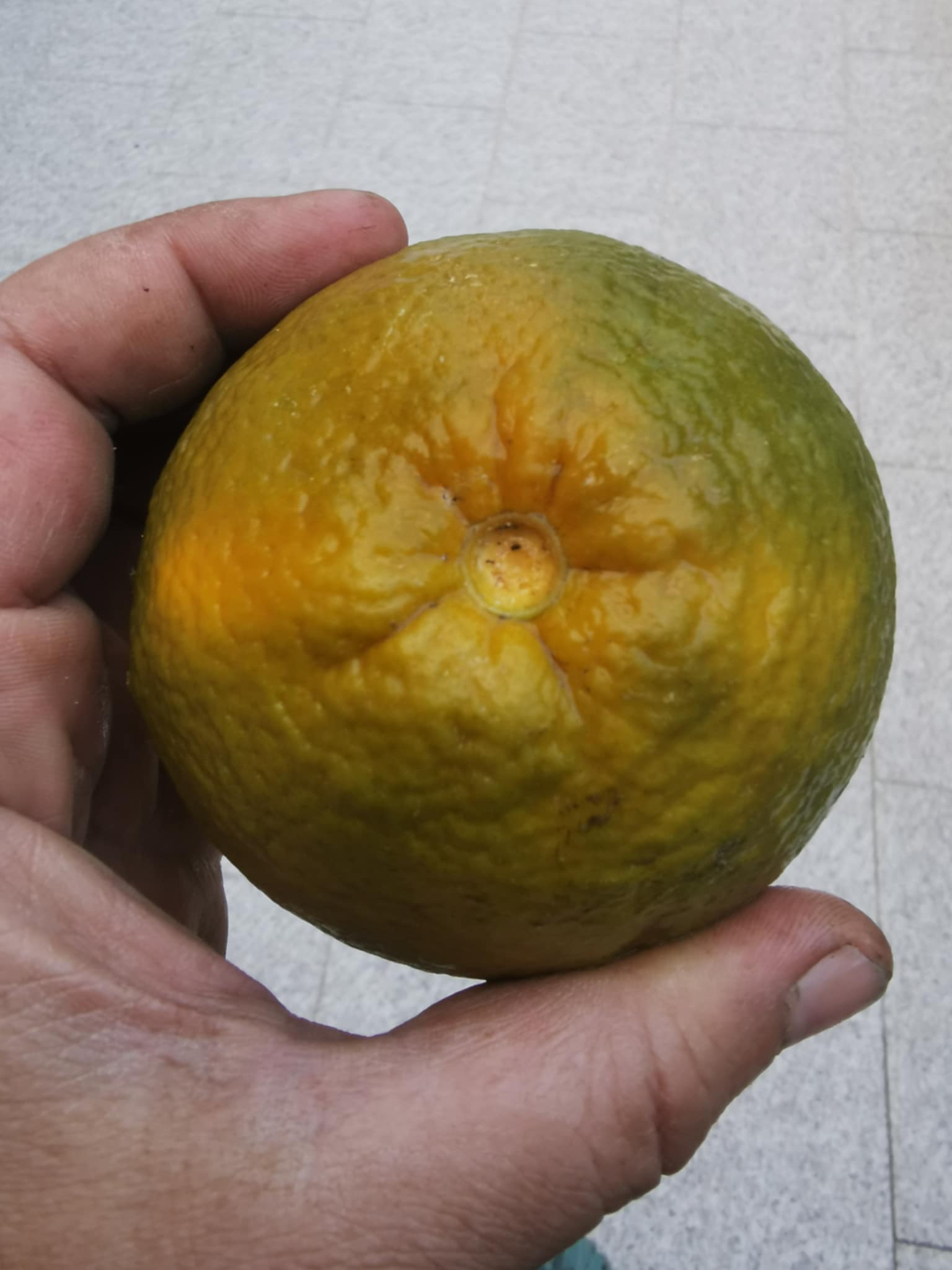 (Fruta) Laranjeira de laranjas Pretas🍊🖤🇪🇸 - Image 12