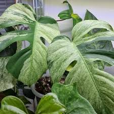 Monstera Deliciosa Constelação Jungle mint🌿🌌🏕️🍃