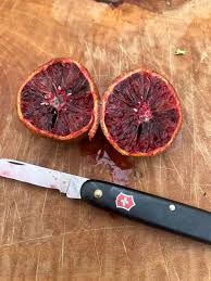 Clementina Vermelha de Sangue🍊❤️🩸