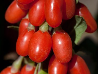 Goji Vermelho dá sempre