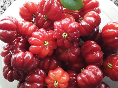Pitanga Vermelha de seleçao super doce
