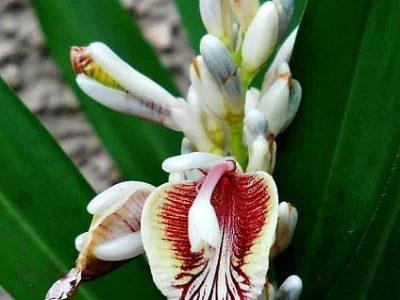 Planta do Galangal ou Gengibre da Tailandia♾️