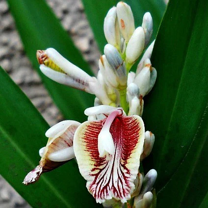 Planta do Galangal ou Gengibre da Tailandia♾️ - Image 2