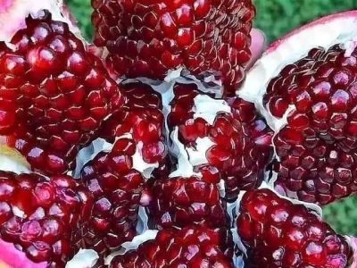 Romãzeira da Romã Super Doce🍅