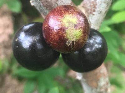 Jabuticaba Argentina🌴❤️