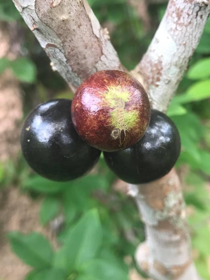 Jabuticaba Argentina🌴❤️ - Image 2
