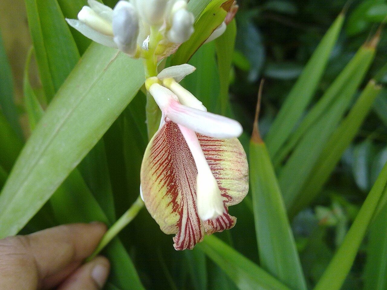 Planta do Cardamomo ♾️🇮🇳 - Image 2