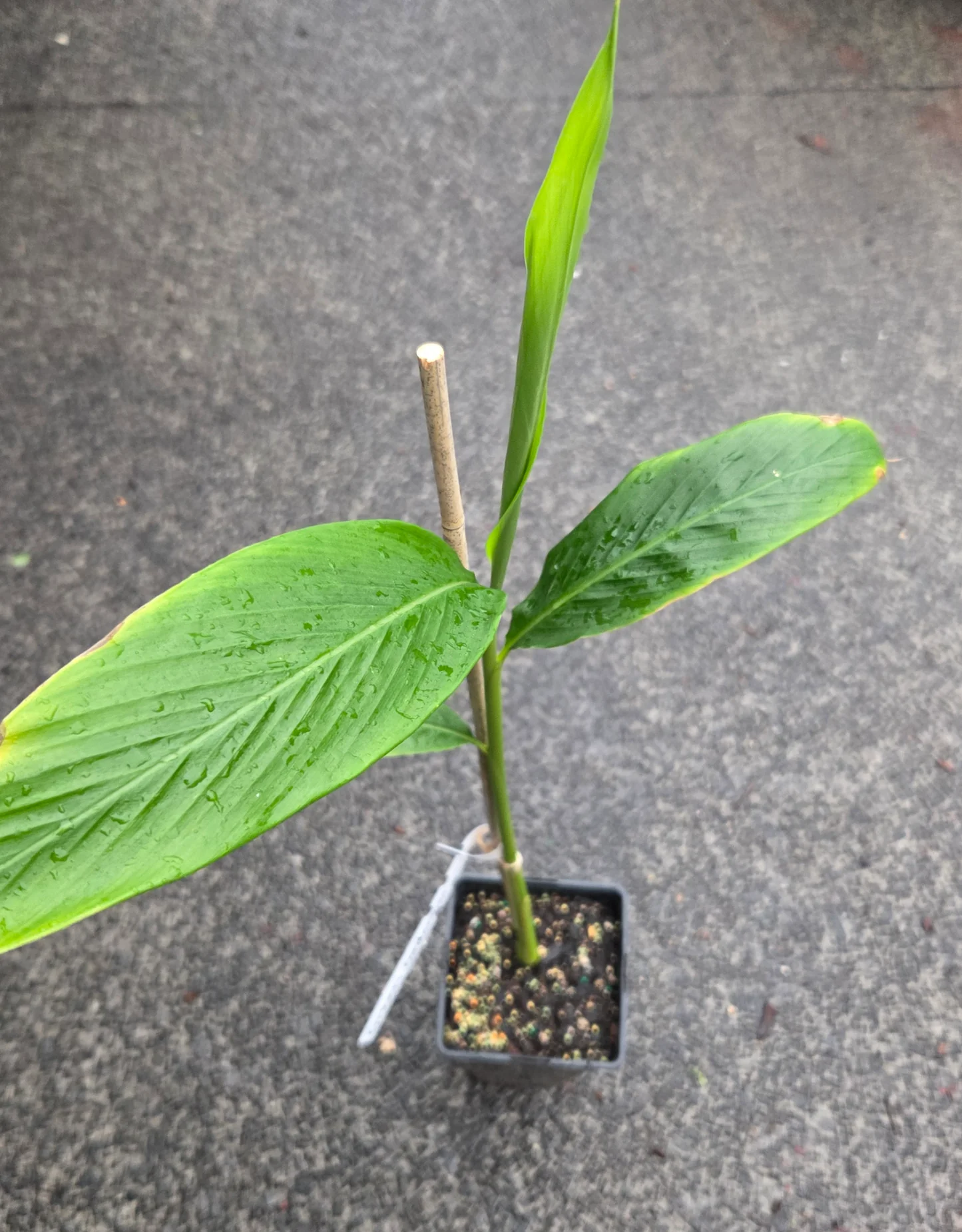 Planta do Cardamomo ♾️🇮🇳 - Image 4