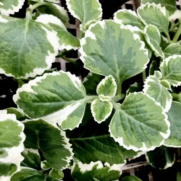 Oregao Cubano🌿♾️ - Image 5