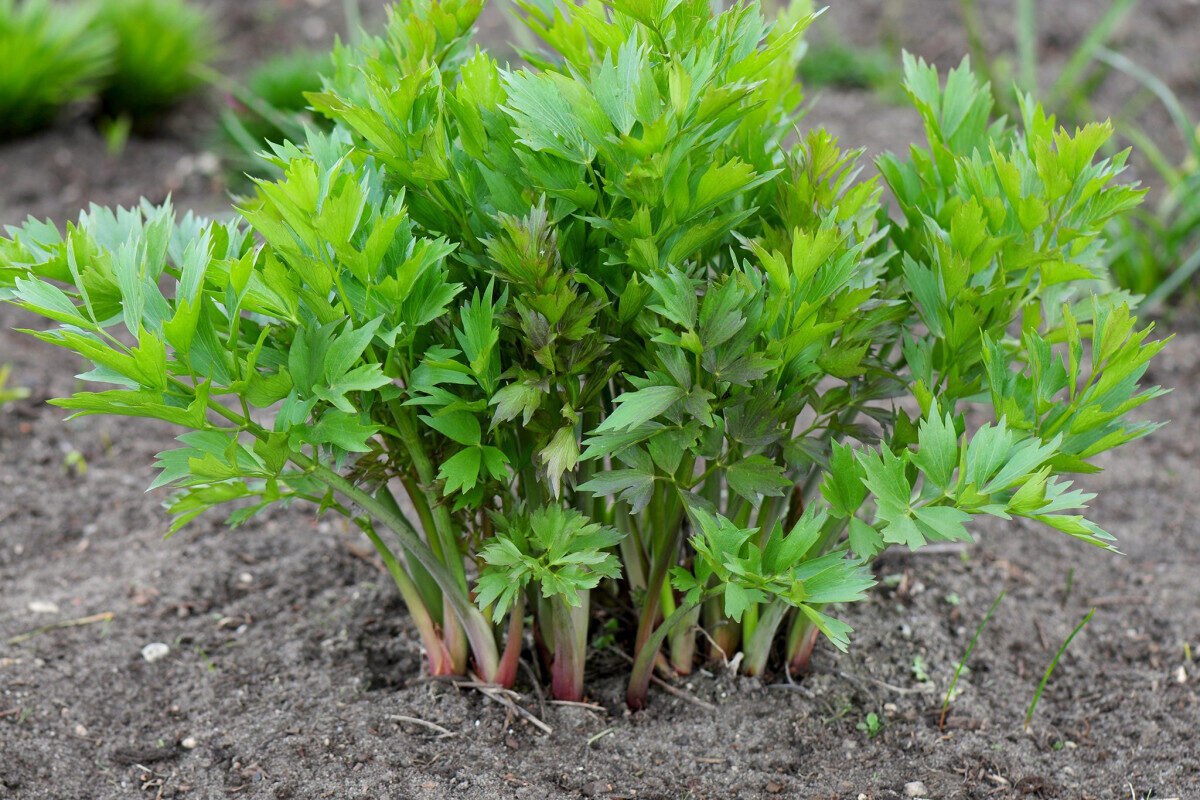 Planta dos caldos Knorr🥬♾️👨🍳🇪🇺 - Image 3