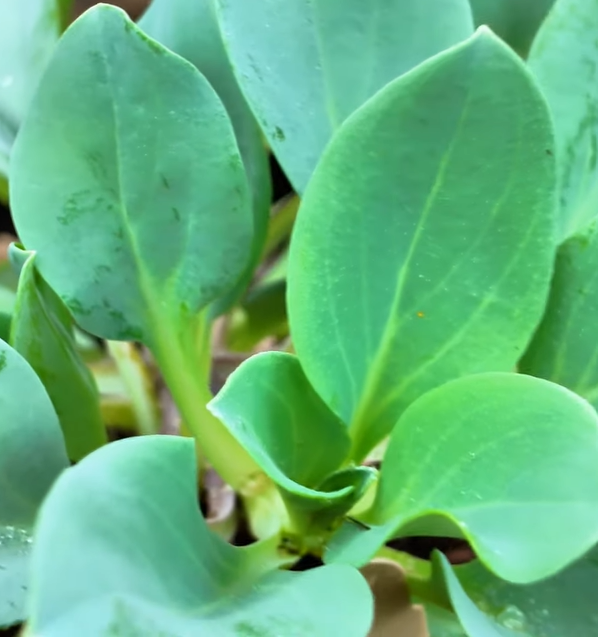 Planta de sabor a ostras🥬🦪♾️🇫🇷 - Image 6