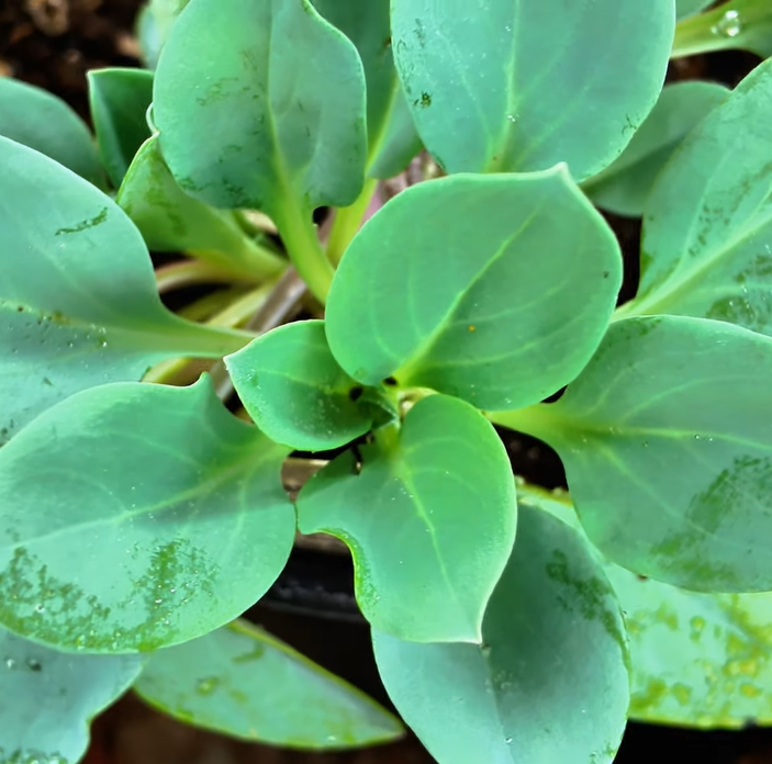 Planta de sabor a ostras🥬🦪♾️🇫🇷 - Image 3