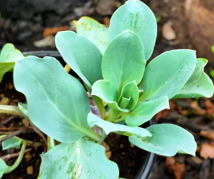 Planta de sabor a ostras🥬🦪♾️🇫🇷 - Image 7